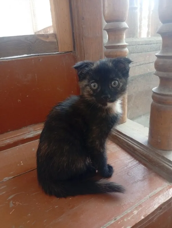 mushuk кошка 2 ойлик — фото 1