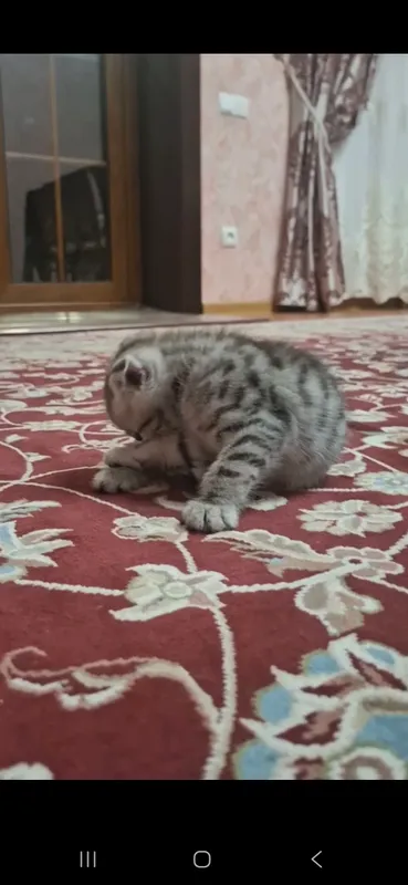 котёнок 1.5 месяцев — фото 1