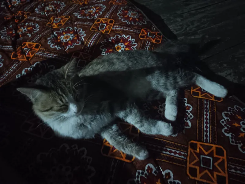 mushugmni hadyaga beraman mehribon insonlarga 1 mushugmni hadyaga beraman mehribon insonlarga 1