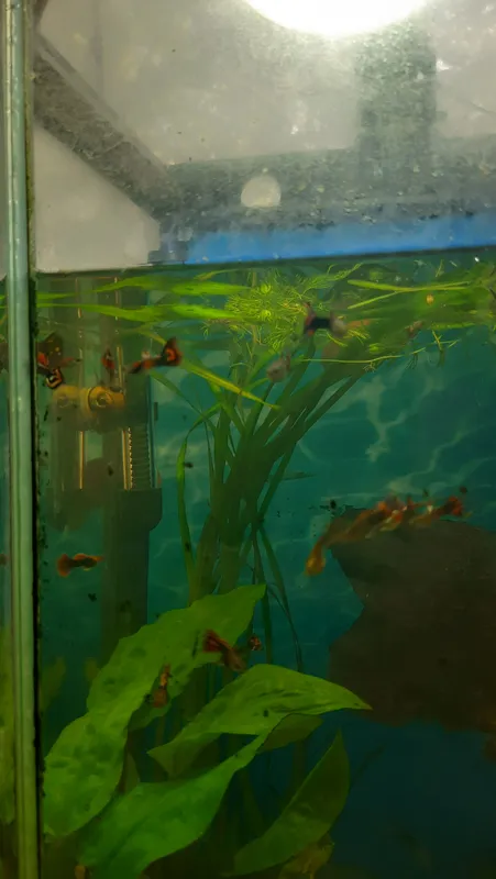 Akvarium guppi baliqlari 5 Akvarium guppi baliqlari 5