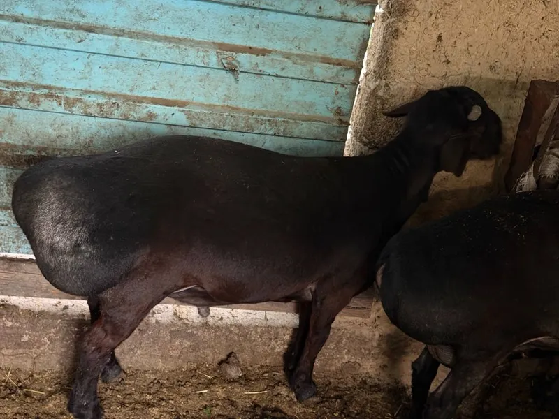 Qora qo’chqor to’la vazni 88kg, uzimiz boqqanmiz — фото 3