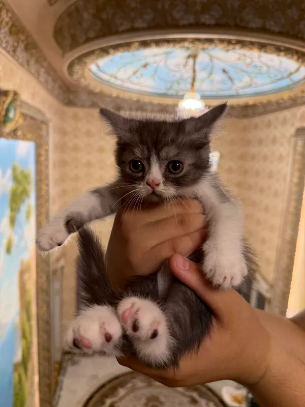 кошка скоттиш-фолд шиншила