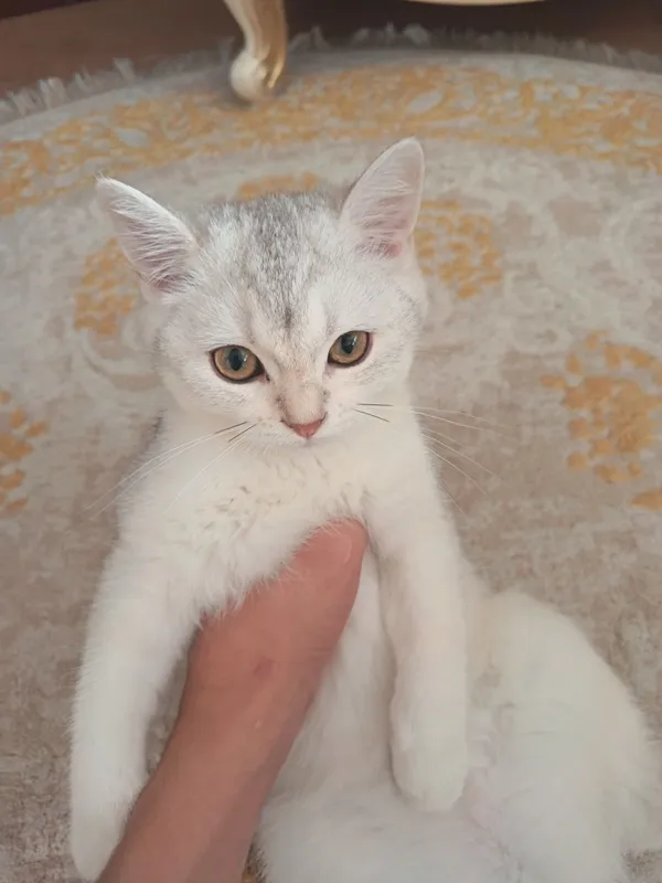 Кошка, Порода: Британская короткошерстная