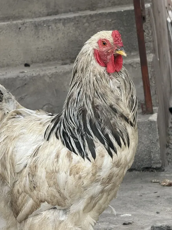 Brama tovuq xo’roz jo’ja sotiladi
