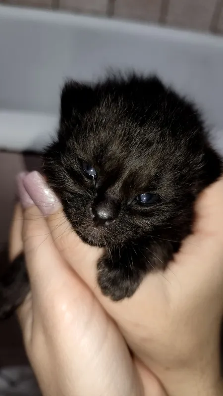 Продаются котята. Шотландская вислоухая (скоттиш-фолд). — фото 4