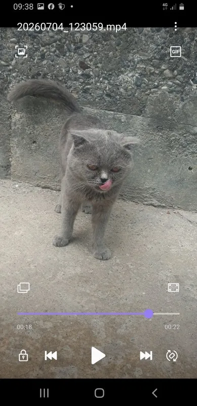 Mushuk sotiladi narxi kelishamiz 3