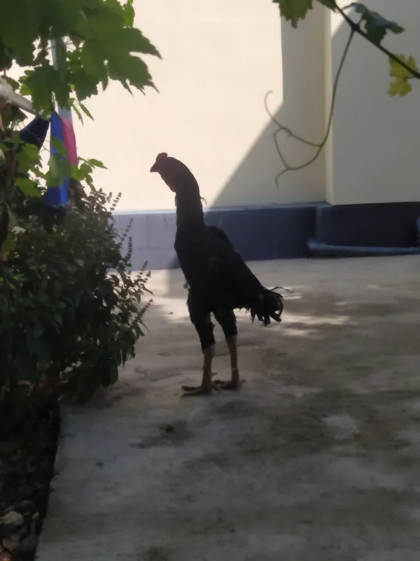 Dakan xoʻroz sotiladi 1 Dakan xoʻroz sotiladi 1