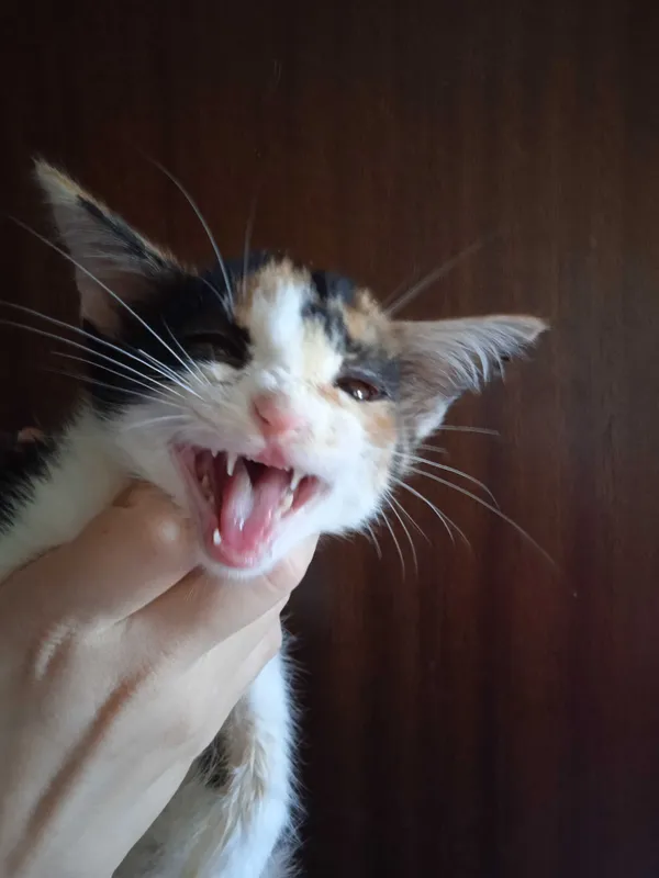 Красивые котята -девочки, 3 месяца. — фото 3