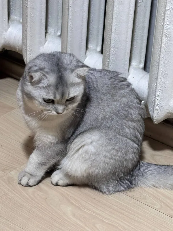 Scottish fold 7 oylik qiz bola