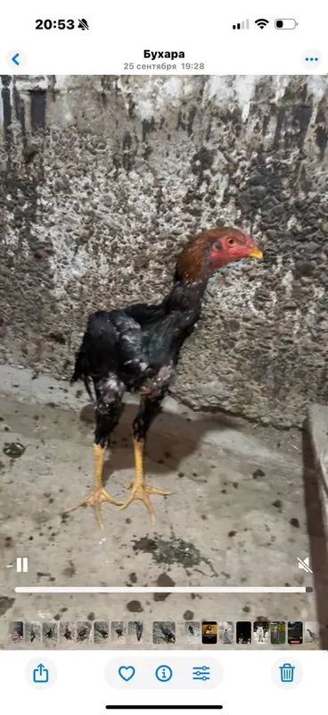 3 ta xòroz sotiladi 3 chalasiyam 7 oylik