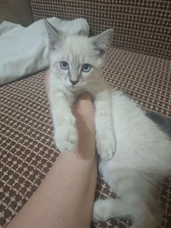 Домашние котята в заботливые,ласковые руки. 3 Домашние котята в заботливые,ласковые руки. 3