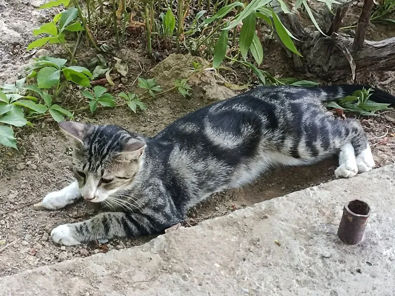 Котик нуждается в помощи — фото 1