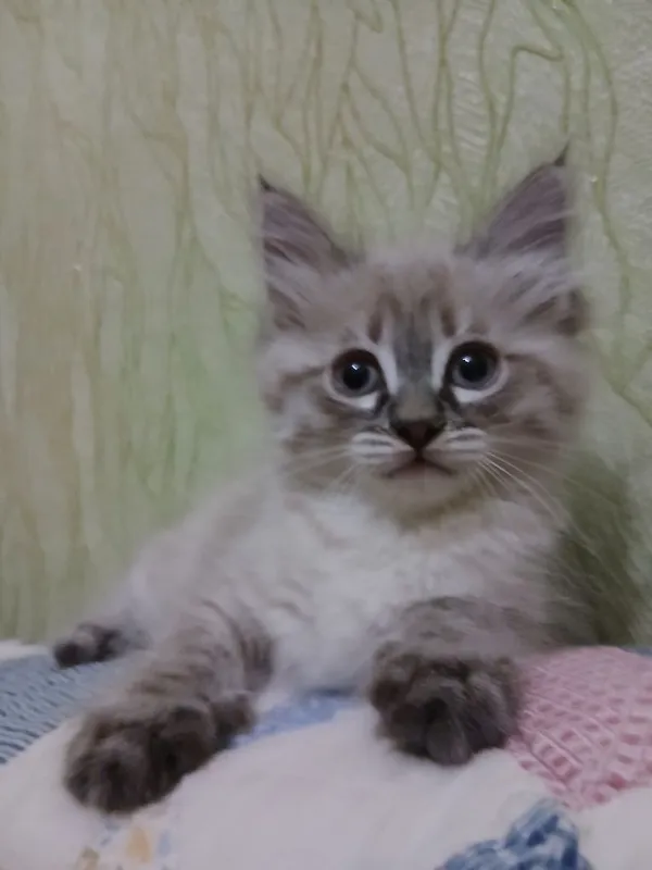 Котенок-девочка,2 месяца