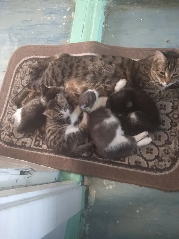 Отдам котят даром — фото 3