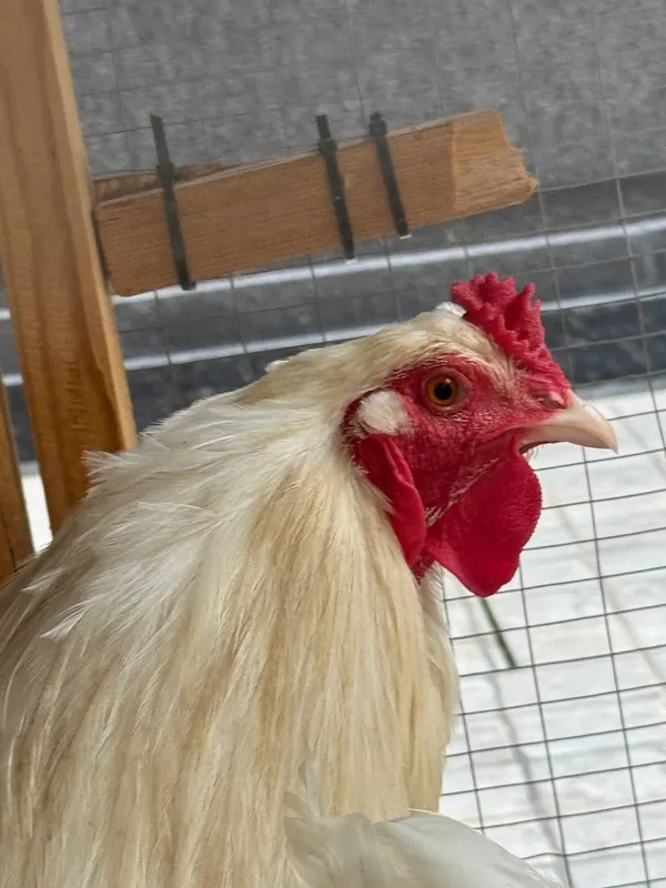 Brama xoroz sotilad 100% toza brama — фото 3