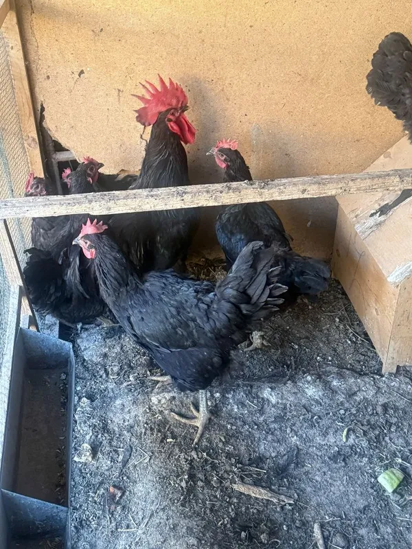 Qorashahzoda tovuq horozlari sotiladi 1 Qorashahzoda tovuq horozlari sotiladi 1