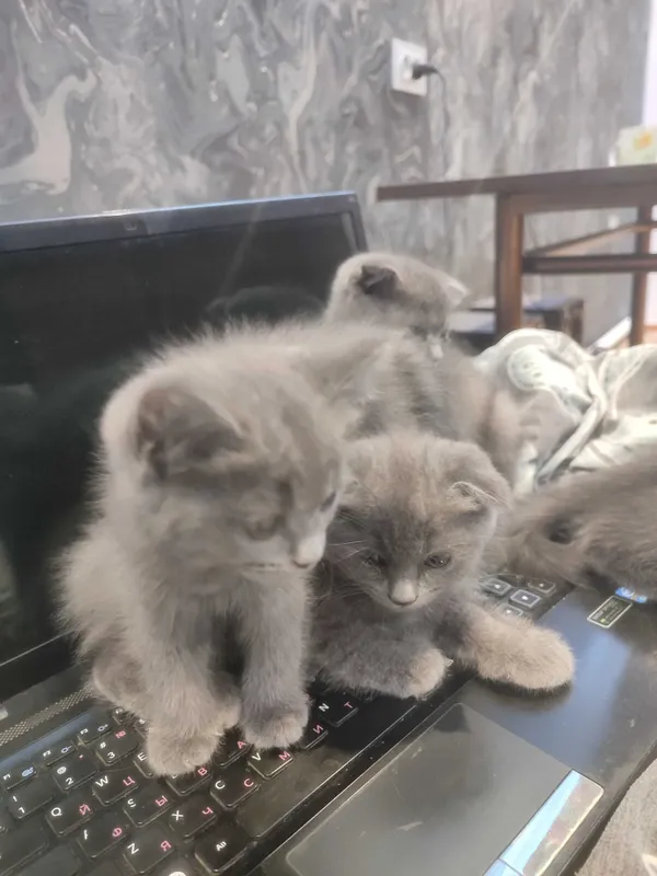 Мурчащие комочки счастья!Шотландские котята (фолды и страйт) — фото 4