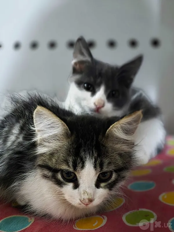 Отдаю даром котят 1 Отдаю даром котят 1