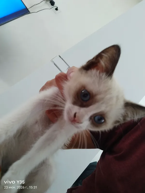 сийамиский