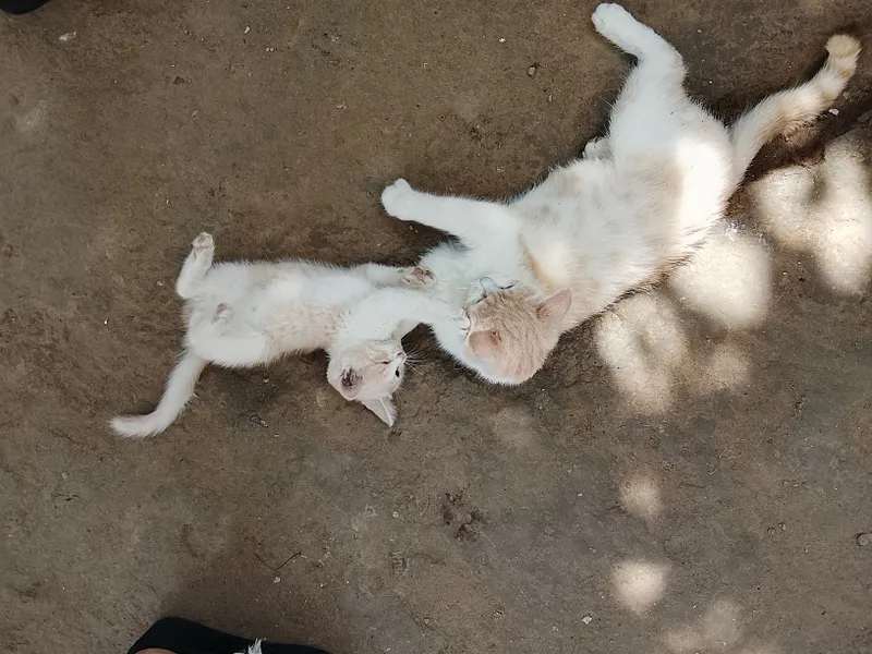 Mushuk bolasi onasi bilan beriladi hadyga — фото 2