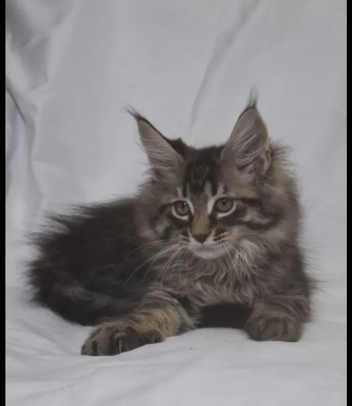 Продажа котят породы Мейн- кун — фото 1