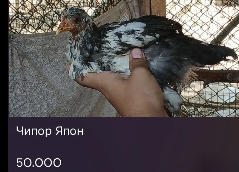 Yapon Jojalar Sotiladi Япон Жужа 4 Yapon Jojalar Sotiladi Япон Жужа 4