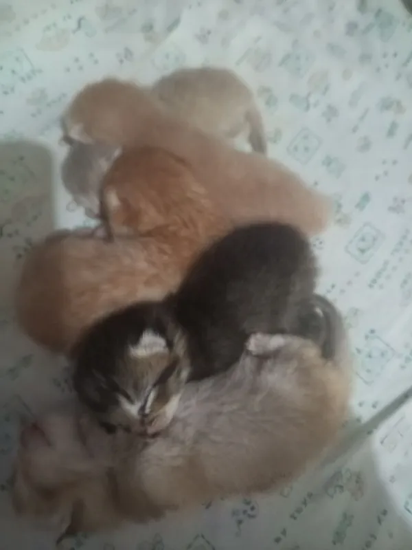 Продам котят породистых — фото 3