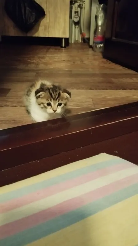 Котёнок 2-месячный 1