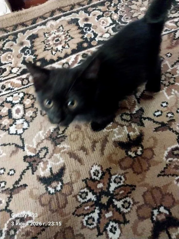 Котята в хорошие ручки. Милые, сладкие
