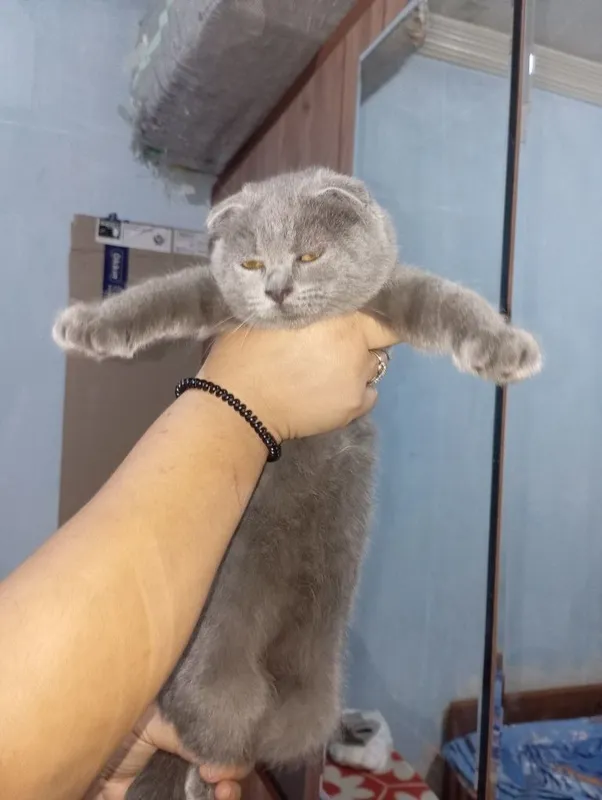 кошка страйд фолд — фото 1