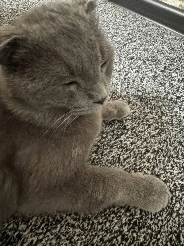 Mushuk zotli erkak qoʻlga oʻrgatilgan