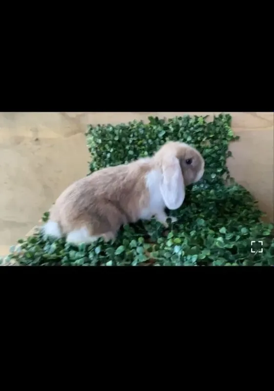 Quyon Karlik Banan 2