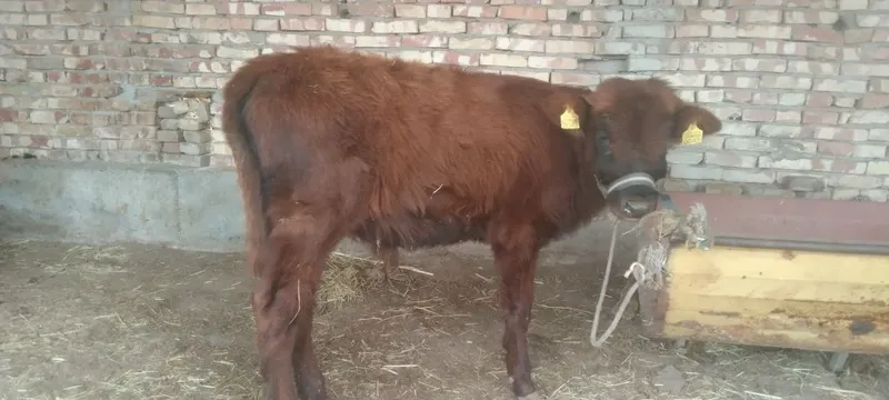 Sifatli yosh Buqachala sotiladi puli har xil molga qarap kelishamiz ad — фото 4