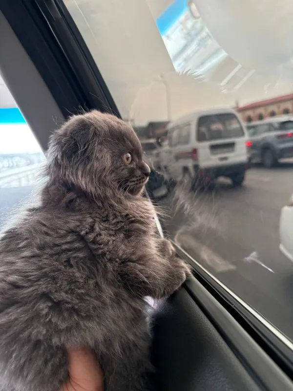 Британские скотш фолд — фото 1