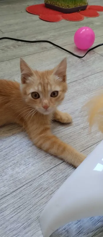 Подарю котёнка лапочку 1 Подарю котёнка лапочку 1