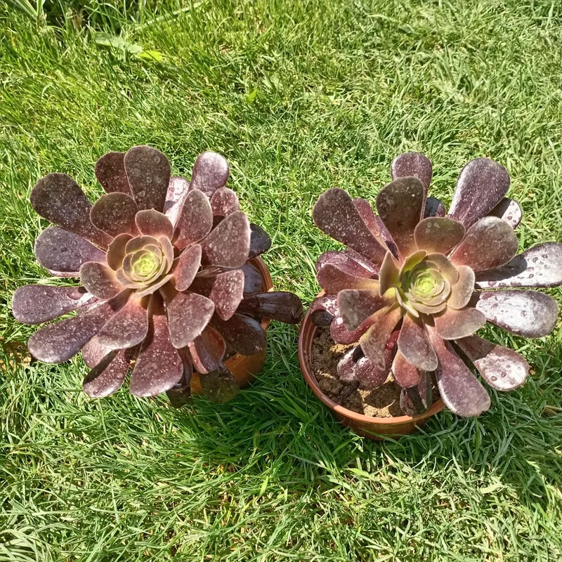 Эониум древовидный (Aeonium arboreum) — 12 см — фото 2