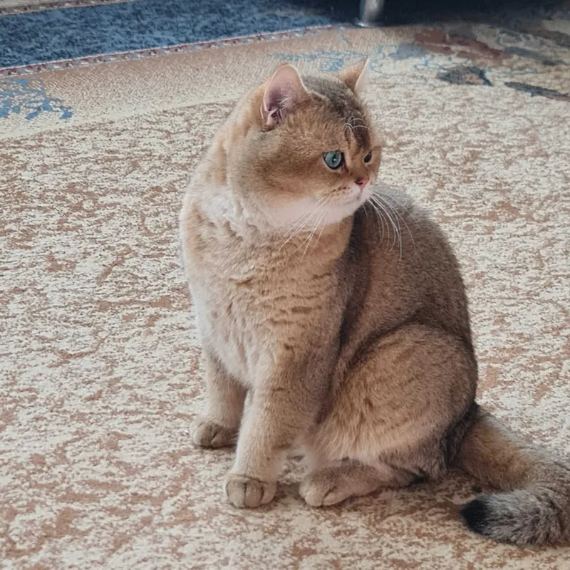 Британский короткошерстный мальчик