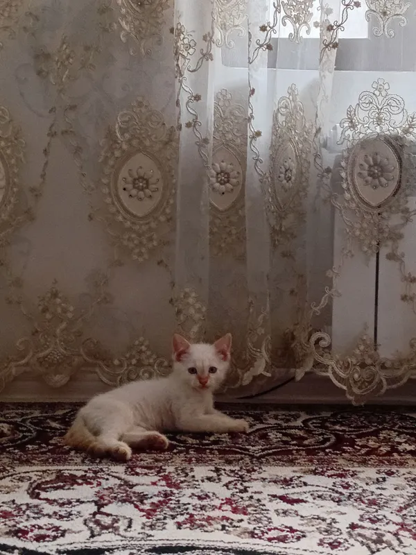 котик отдам даром