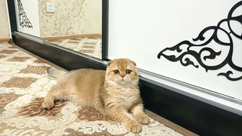 Продаётся золотая шиншилла. 2 Продаётся золотая шиншилла. 2