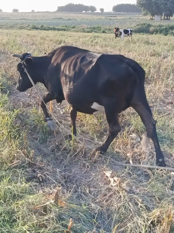 Sigir zotor zo‘r 3 Sigir zotor zo‘r 3