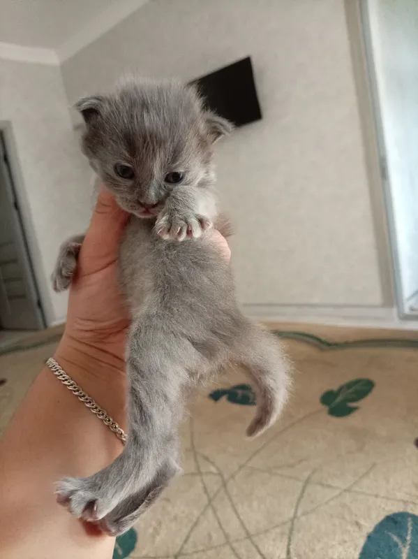 Котята Muwuk 4 Котята Muwuk 4