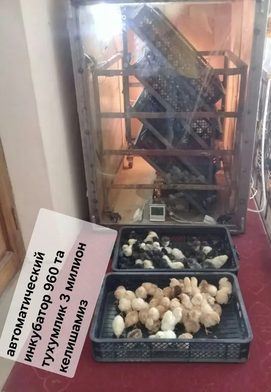 Инкубатор 960 та тухумга