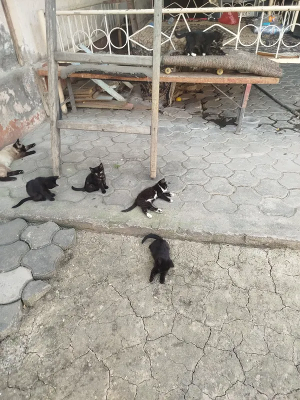 отдаём даром бесплатно в хорошие руки