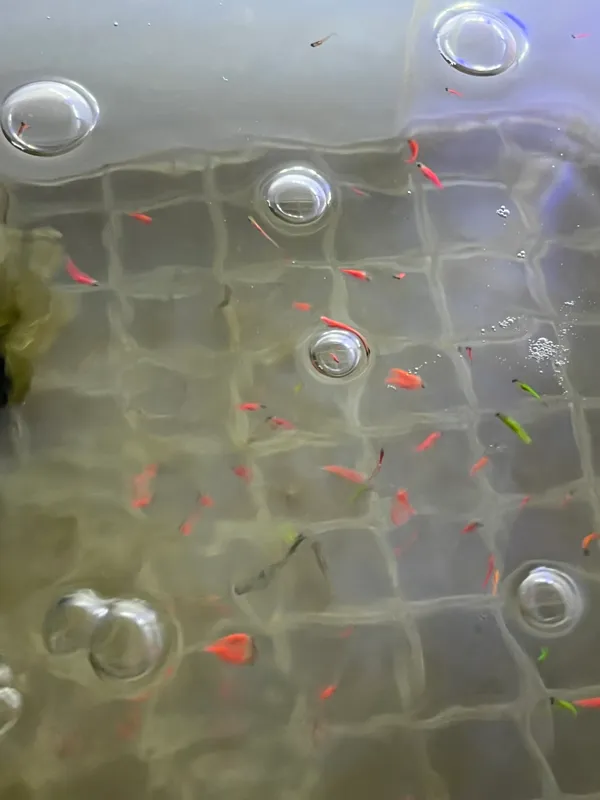 Baliq danio Glofishlar sotiladi maleklar — фото 1