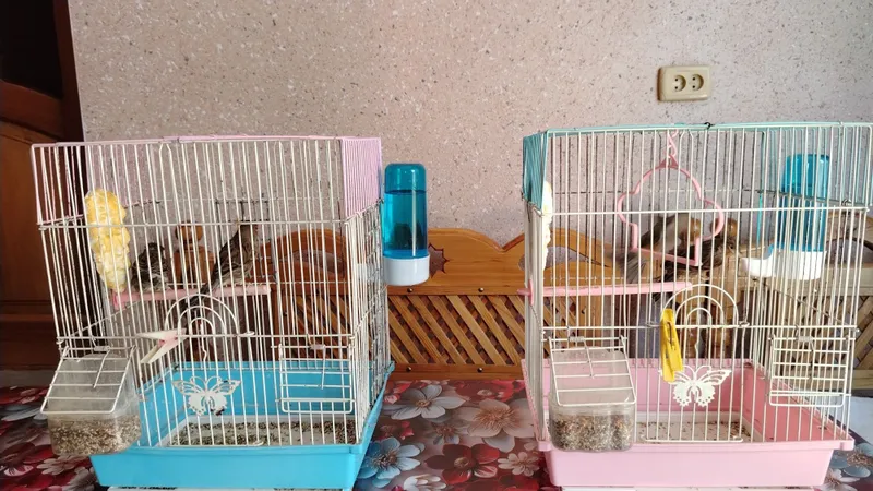 Kanareyka sotiladi jufti bilan 3