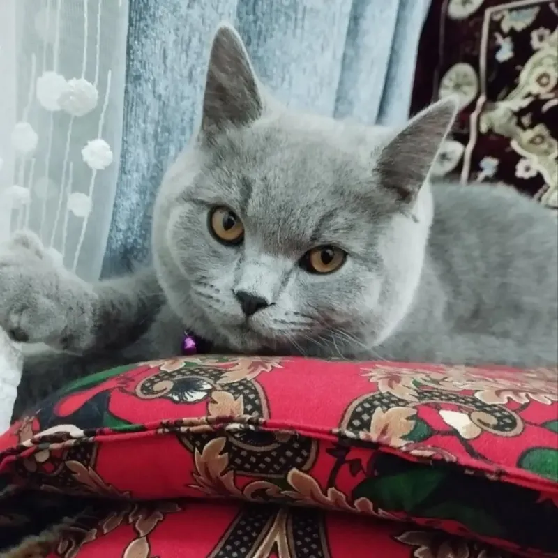 кот 2 кот 2