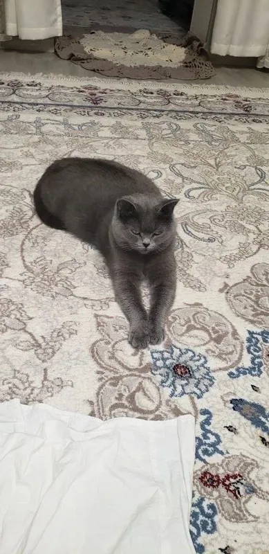 Кошка и ее котята продаются. — фото 5