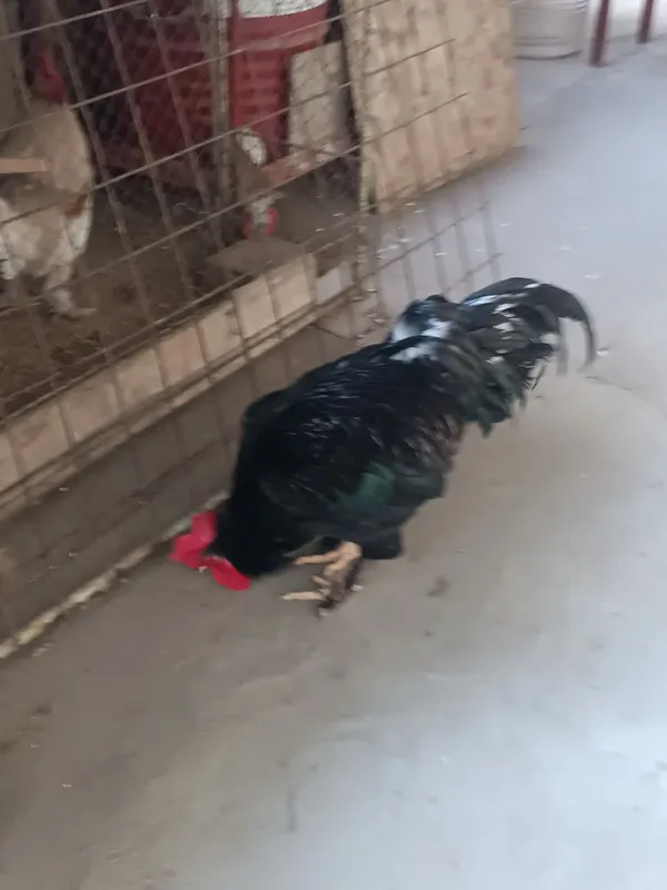 Xoʻroz uyda boqilgan Xoʻroz uyda boqilgan