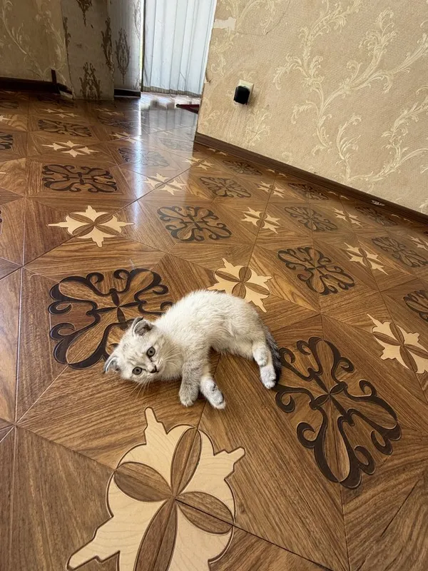Продам Кошки Scotish 1 oylik sog’lom — фото 3