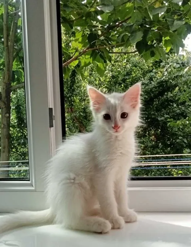 Белый котик домашний